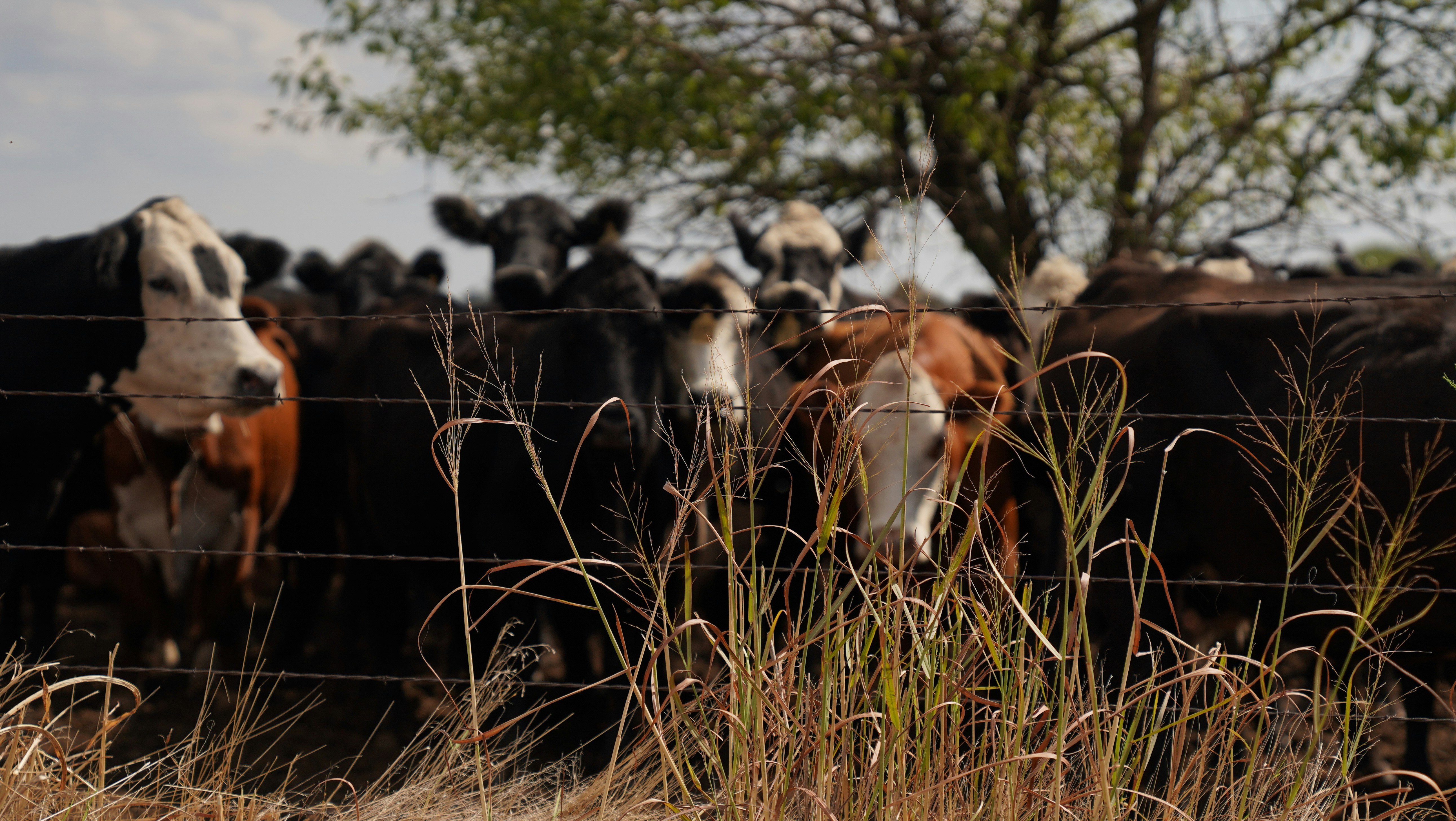 Photo by balianroberts