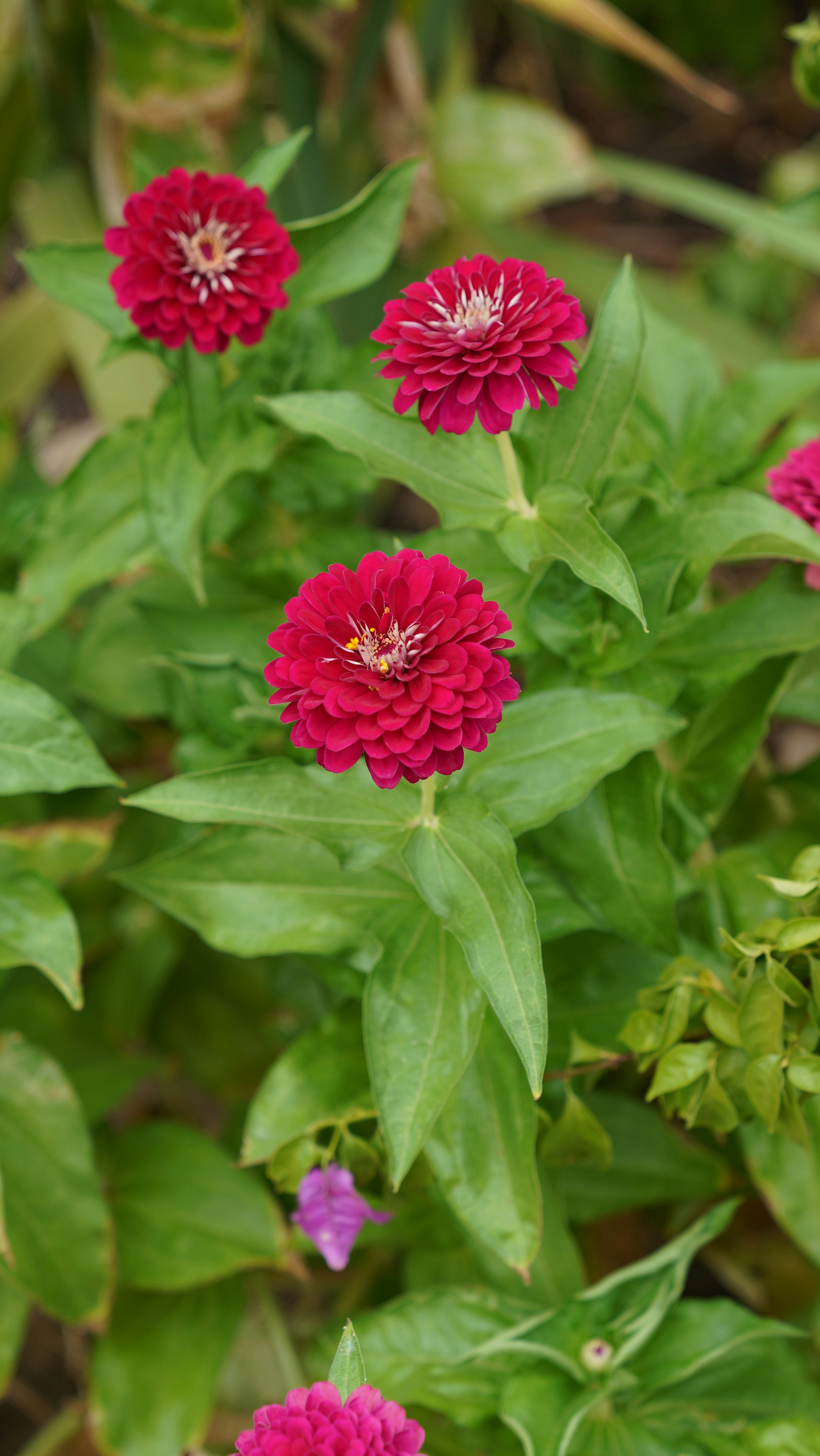 Photo by balianroberts