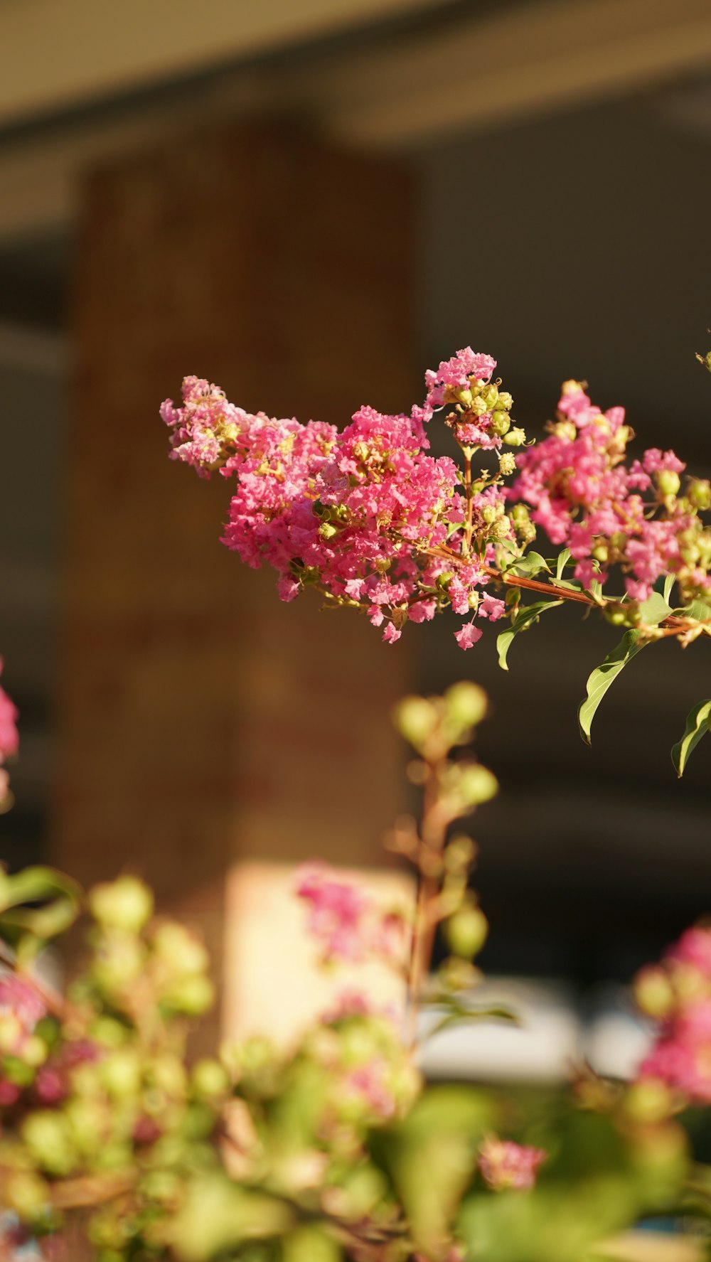 a bush of pink flowers in front of a brick building