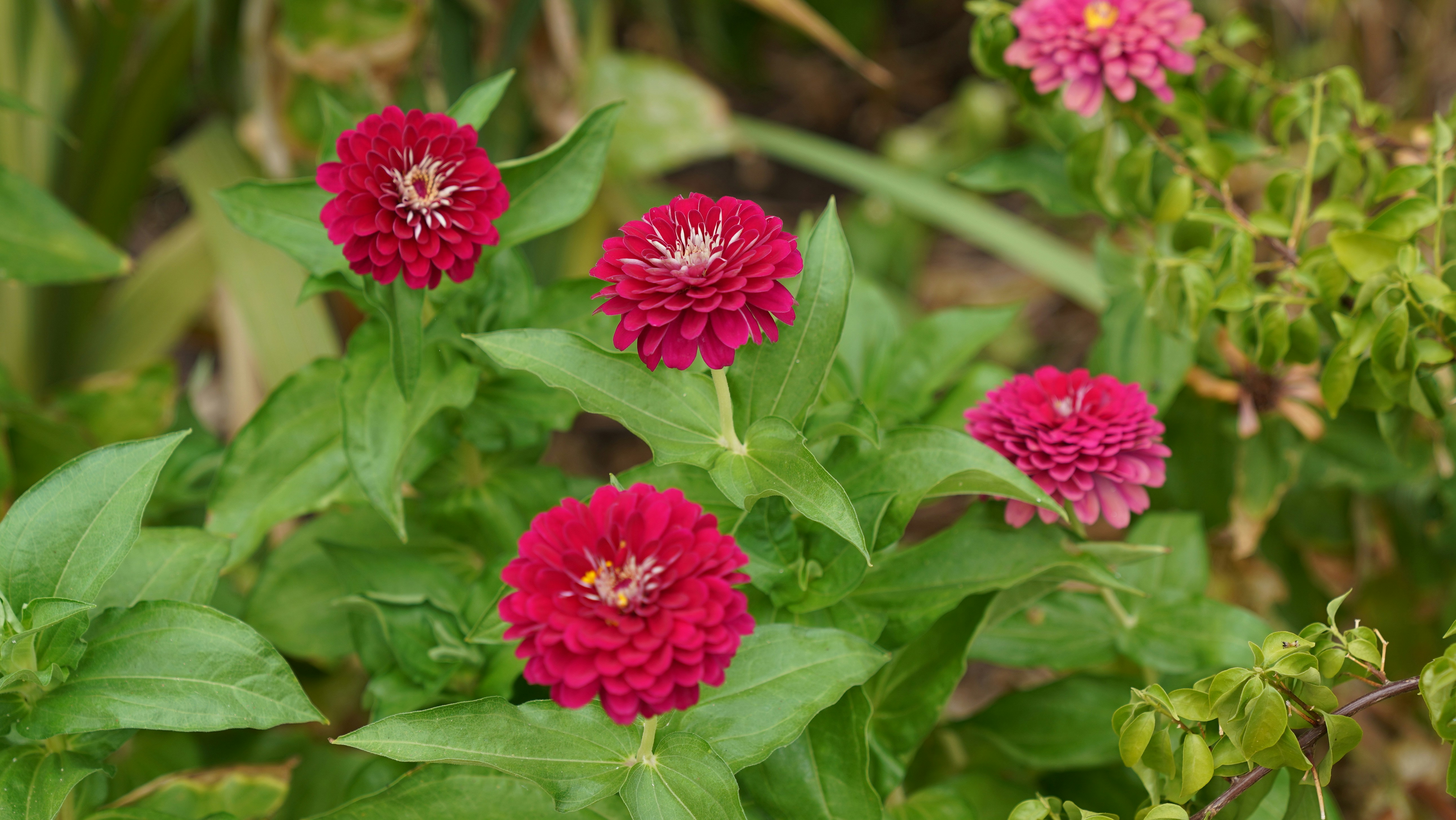 Photo by balianroberts