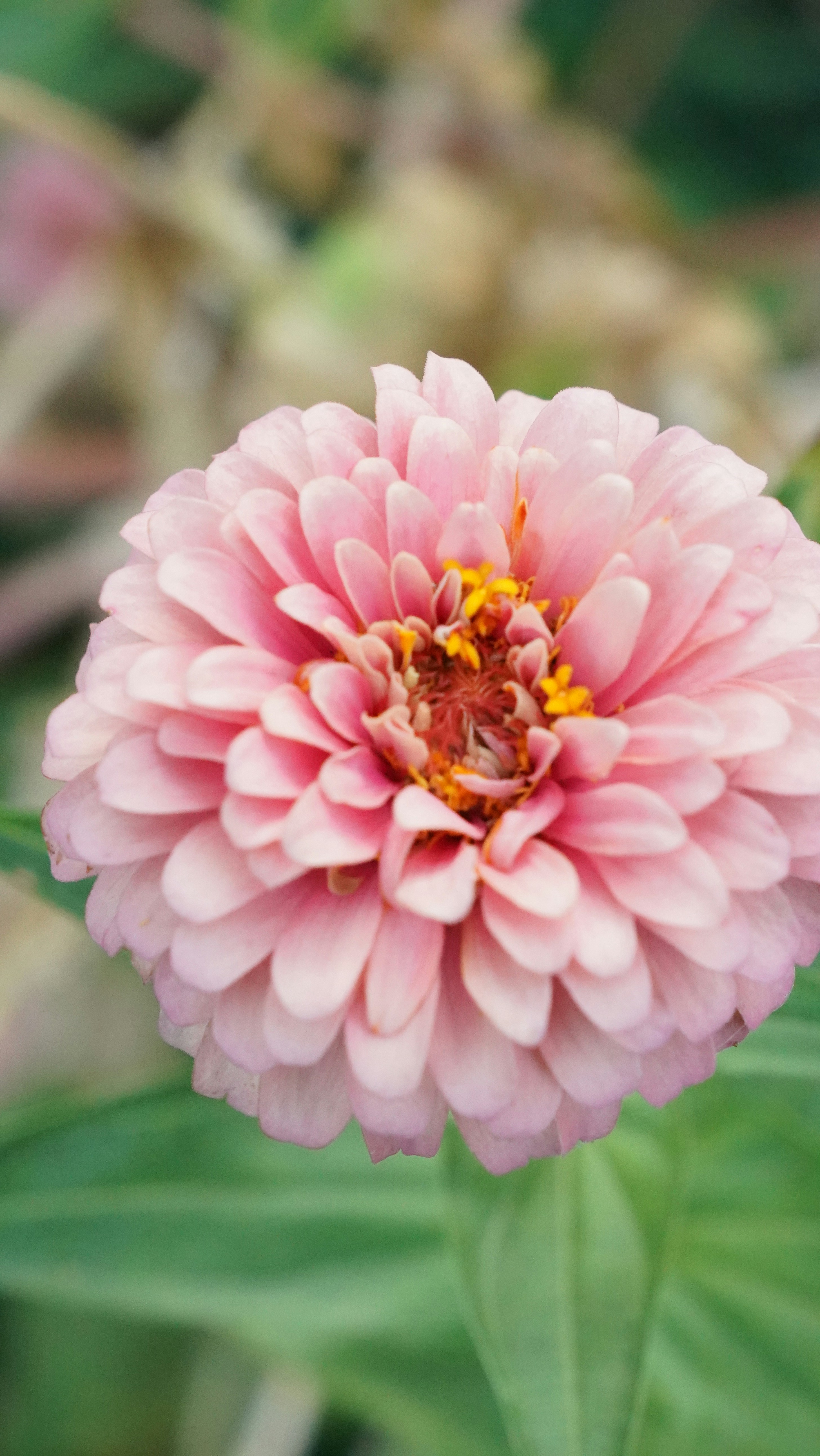 Photo by balianroberts