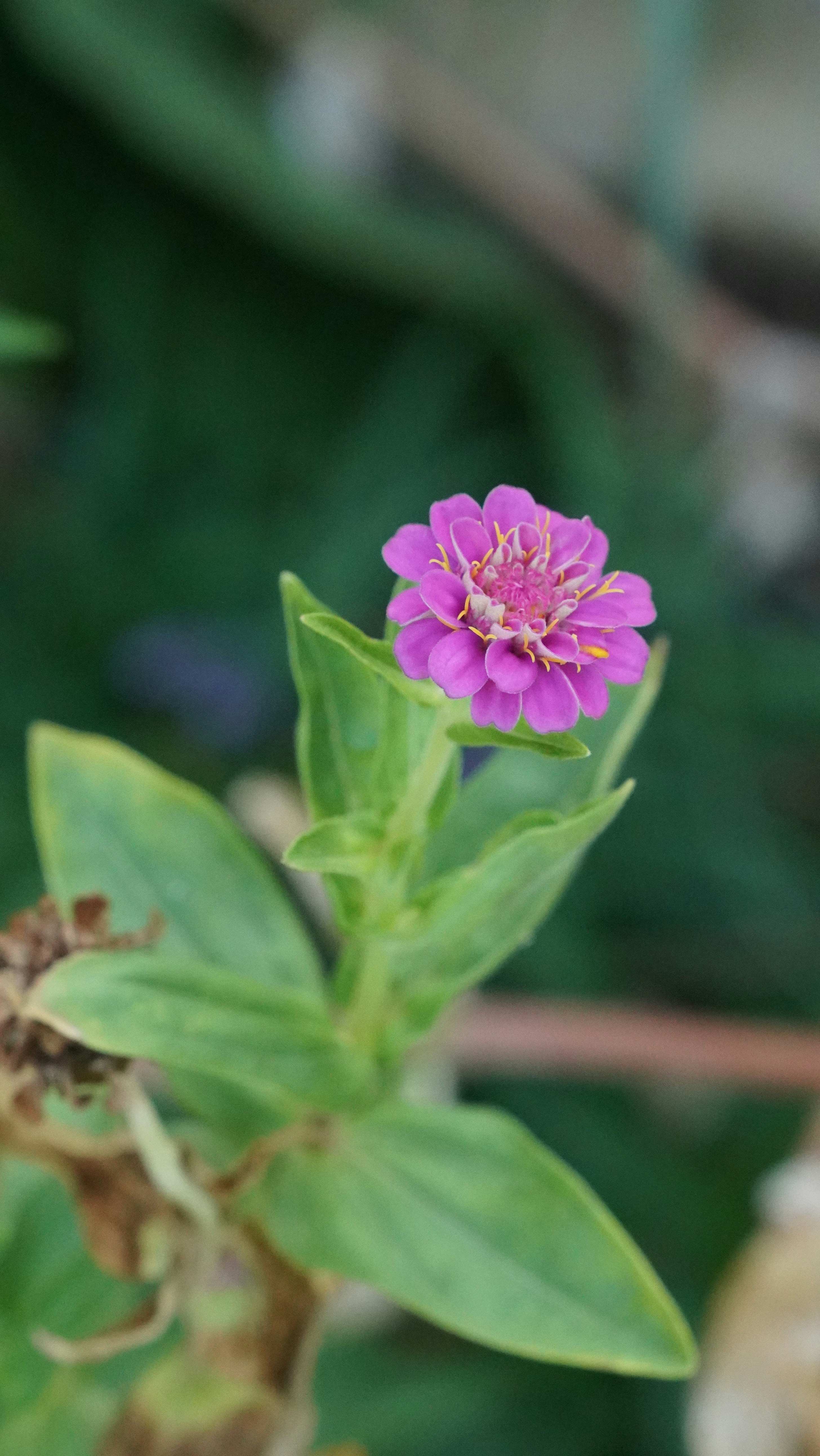 Photo by balianroberts