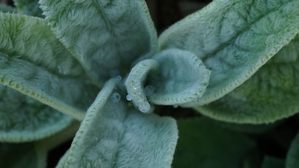 a close up of a green plant with water droplets