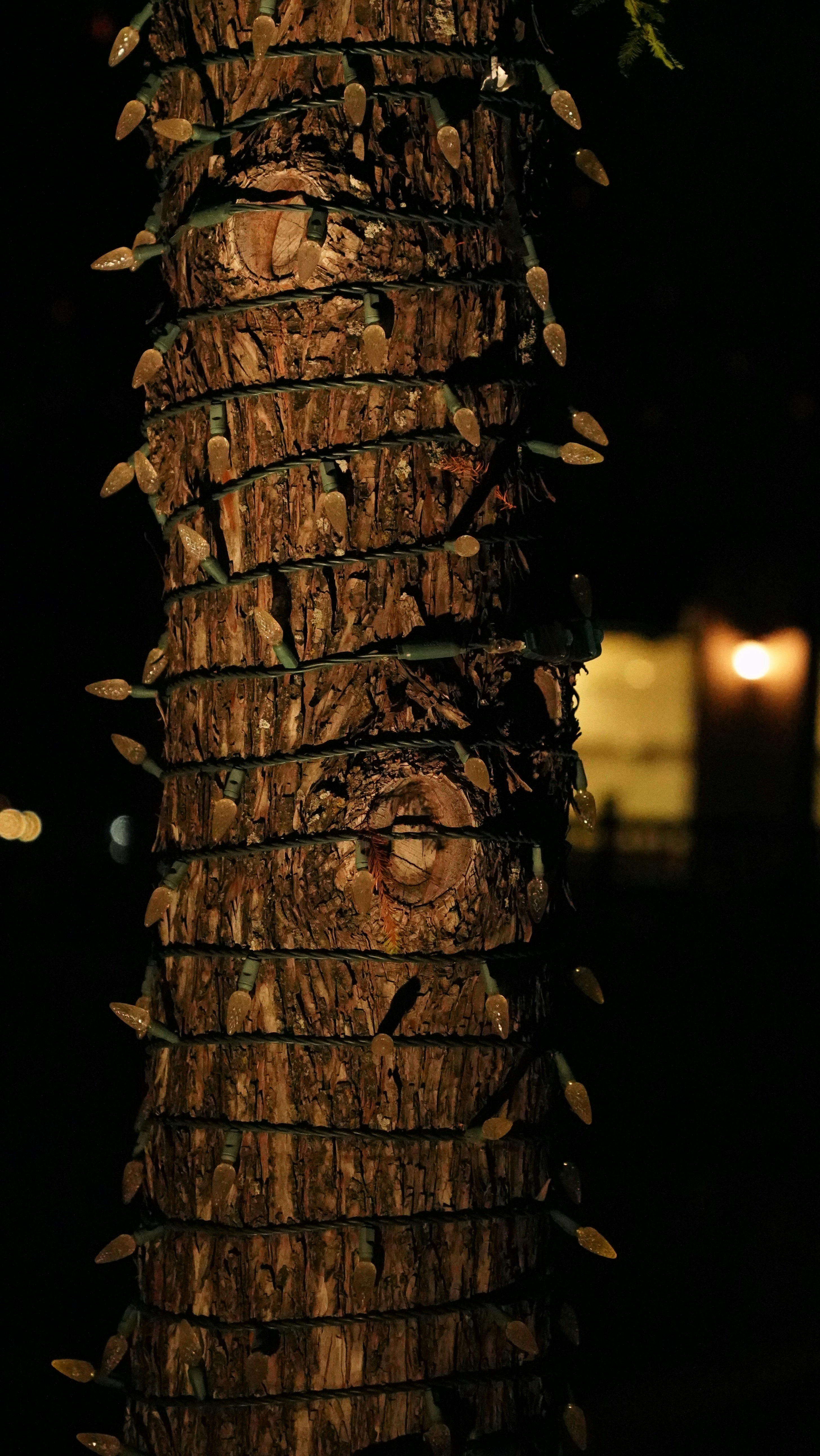 Photo by balianroberts