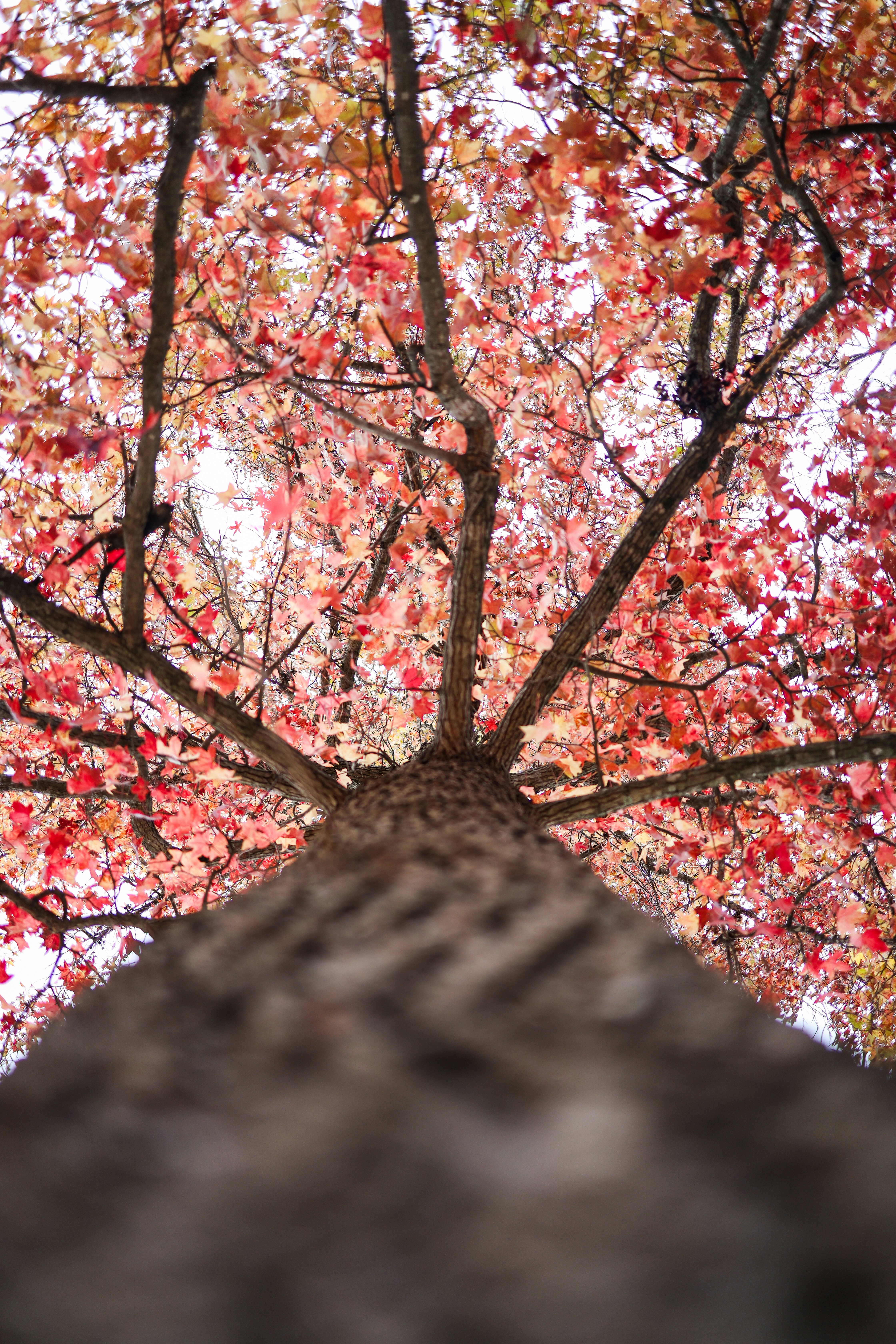 un grand arbre avec beaucoup de feuilles rouges
