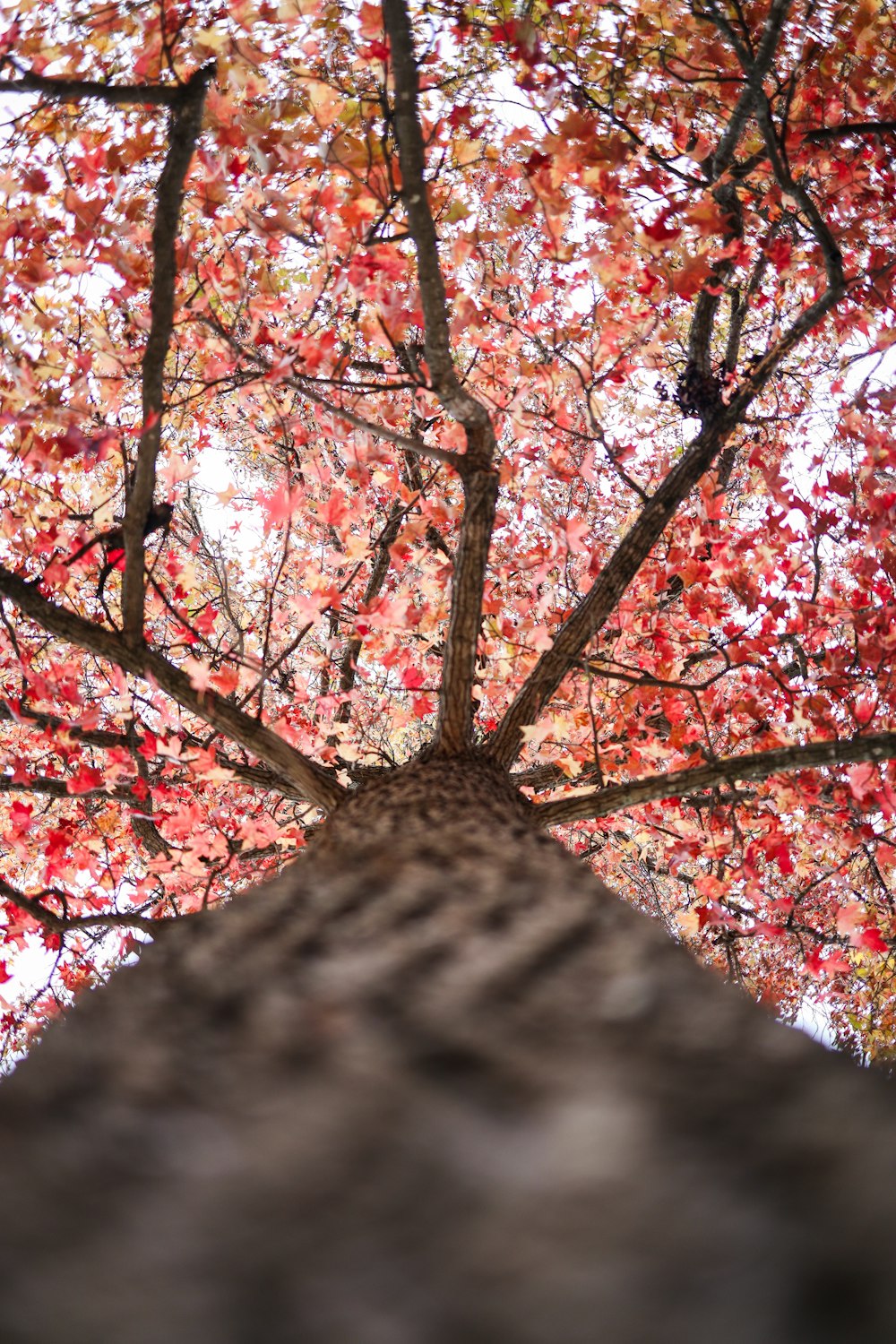 a tall tree with lots of red leaves