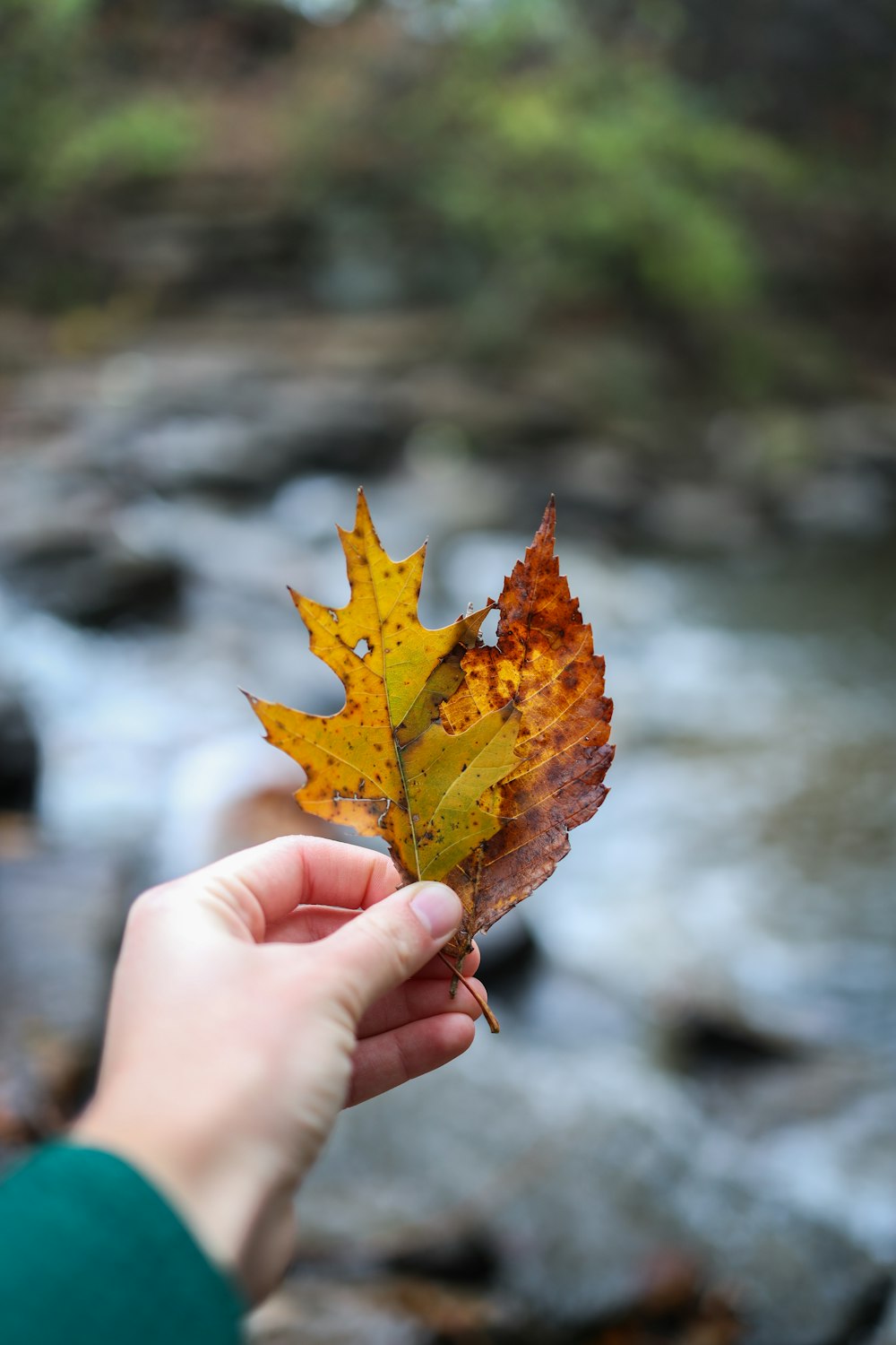 a person holding a leaf in front of a river