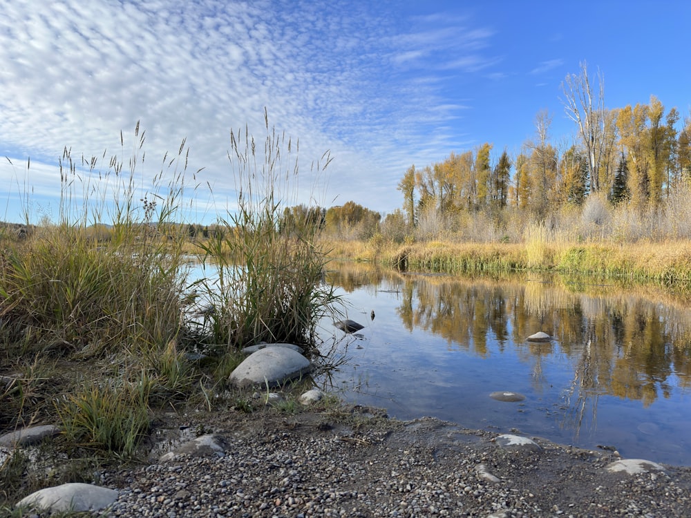 a body of water surrounded by trees and rocks