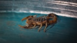 a close up of a scorpion on a blue surface