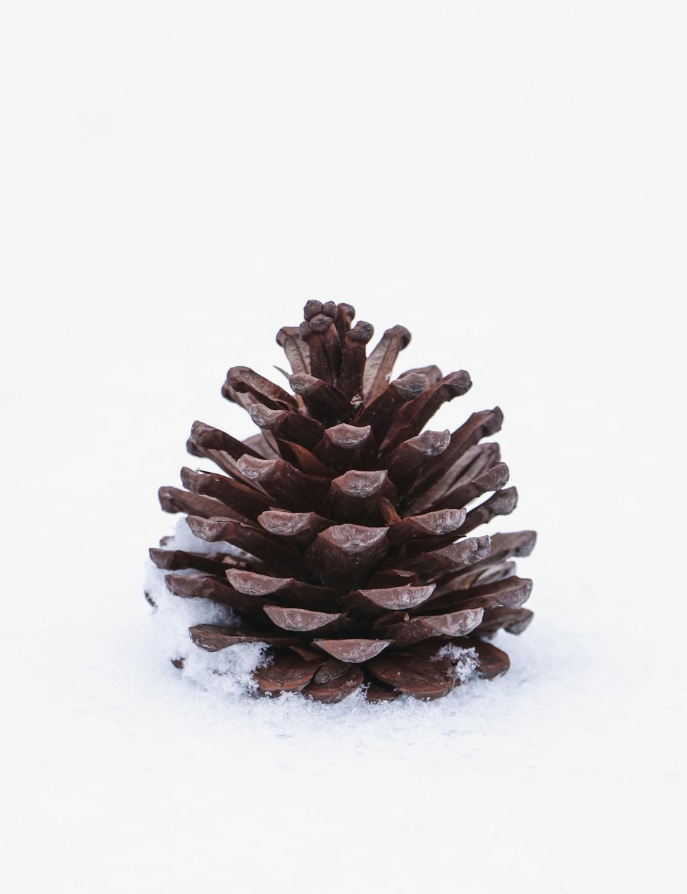 a pine cone sitting on top of snow covered ground