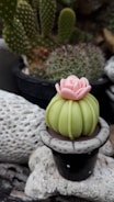An artistic arrangement of cactus-themed décor.