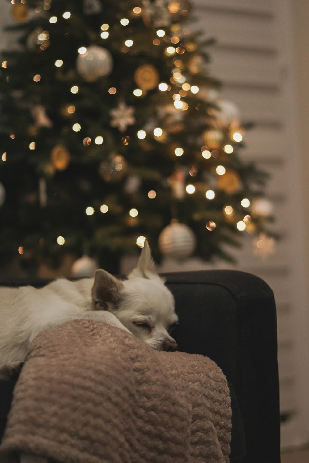 Un pequeño perro blanco acostado en un sofá junto a un árbol de Navidad