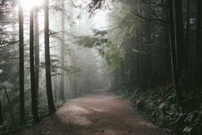 Sunlight filtering through tall trees onto a quiet wooden pathway surrounded by greenery.