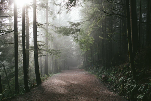Sunlight filtering through trees onto a winding dirt path perfect for cycling.