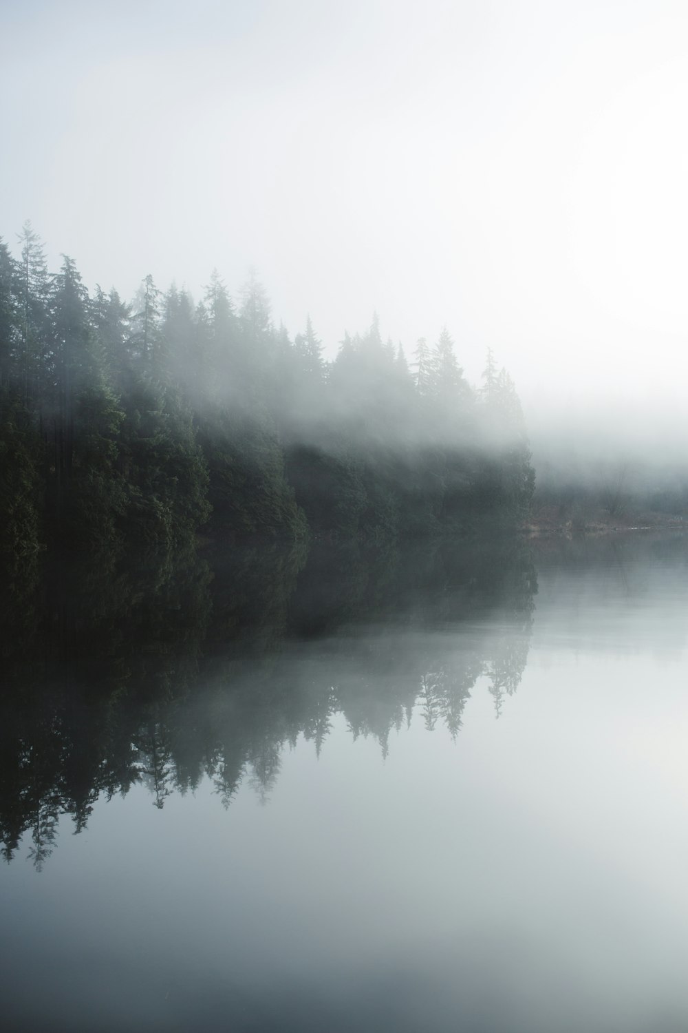 a body of water surrounded by trees in the fog