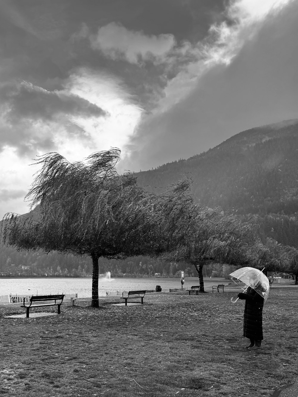 a person standing under a tree with an umbrella