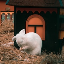A white rabbit is grooming itself while sitting on a bed of straw. It's positioned in front of a small, decorative house that has an orange and black painted facade with an arched window design.