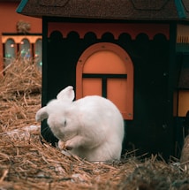 A white rabbit is grooming itself while sitting on a bed of straw. It's positioned in front of a small, decorative house that has an orange and black painted facade with an arched window design.