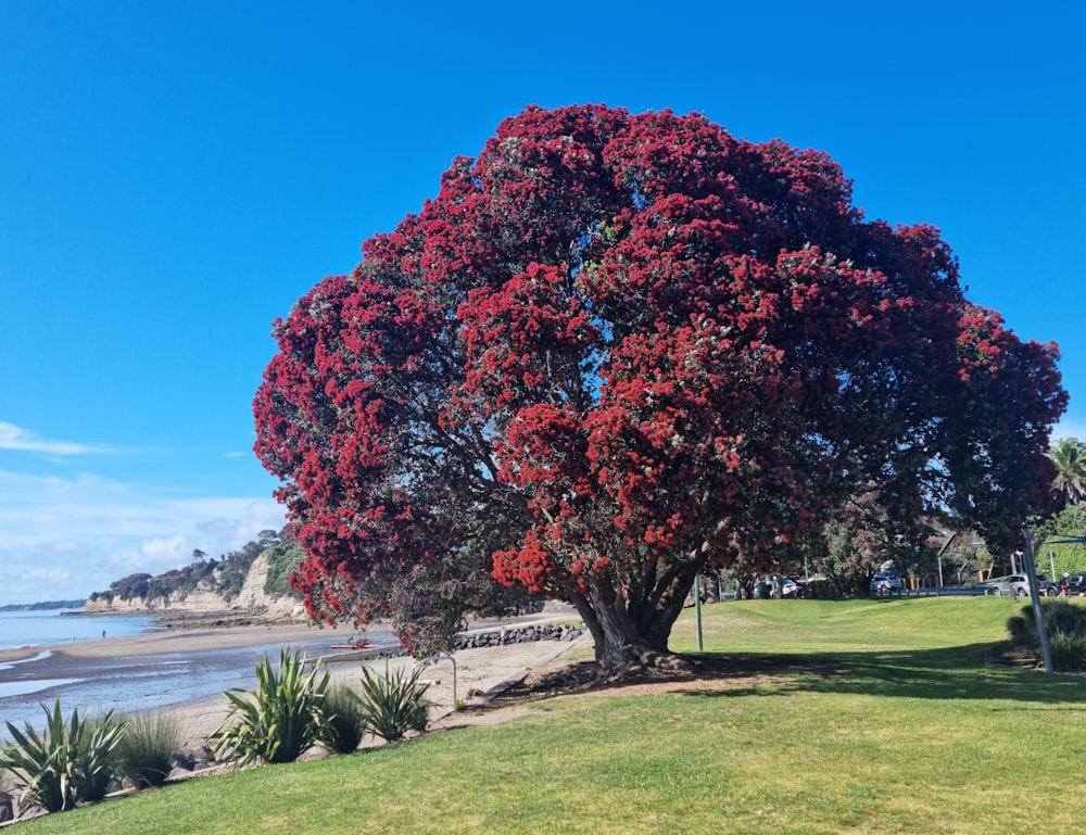 a large tree with red flowers near the ocean