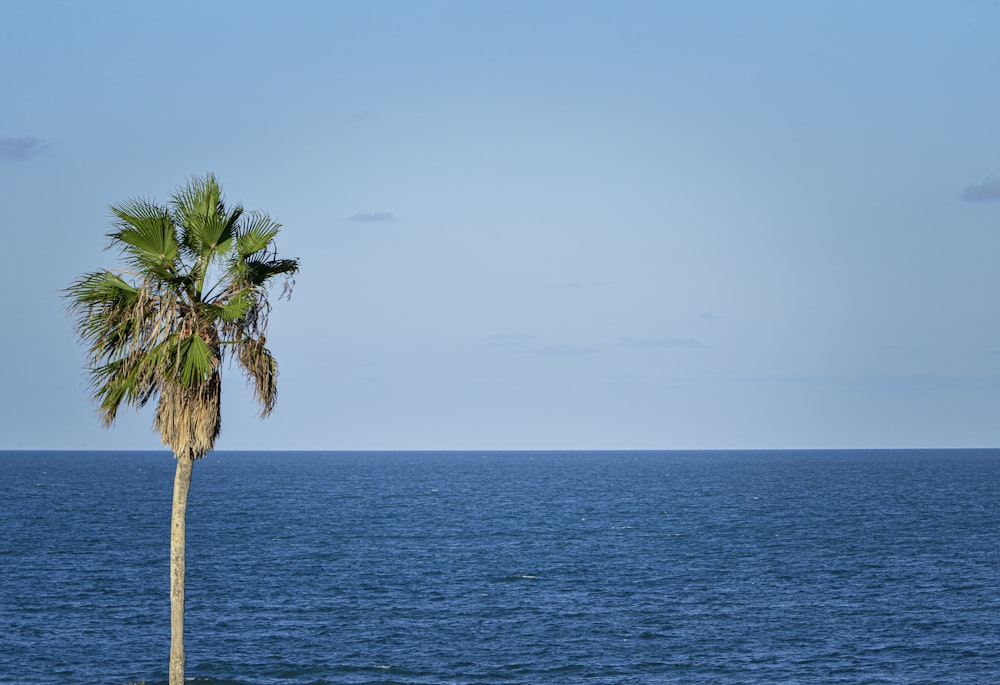 a lone palm tree in the middle of the ocean