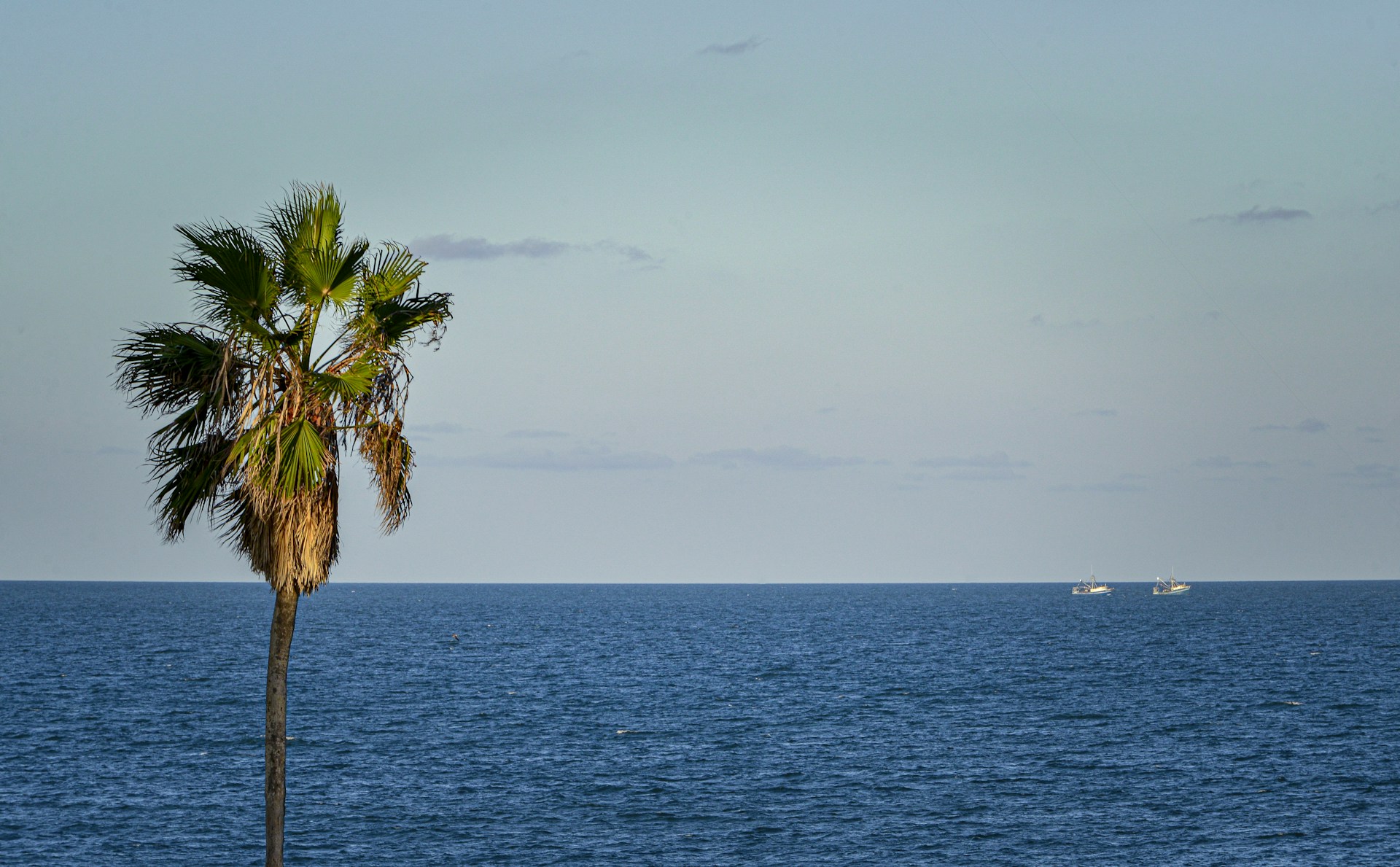 a palm tree in front of a body of water