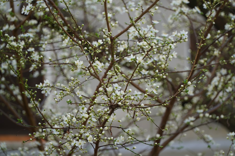 a small tree with white flowers in front of a building