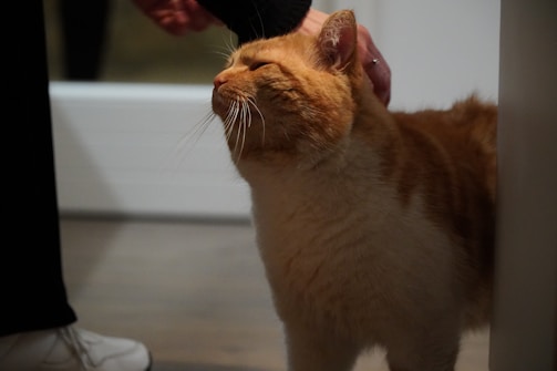 A cat enjoying a gentle brushing session in a bright room.