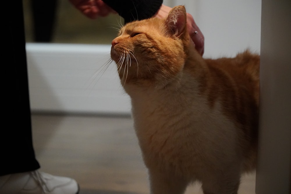 an orange and white cat standing next to a person