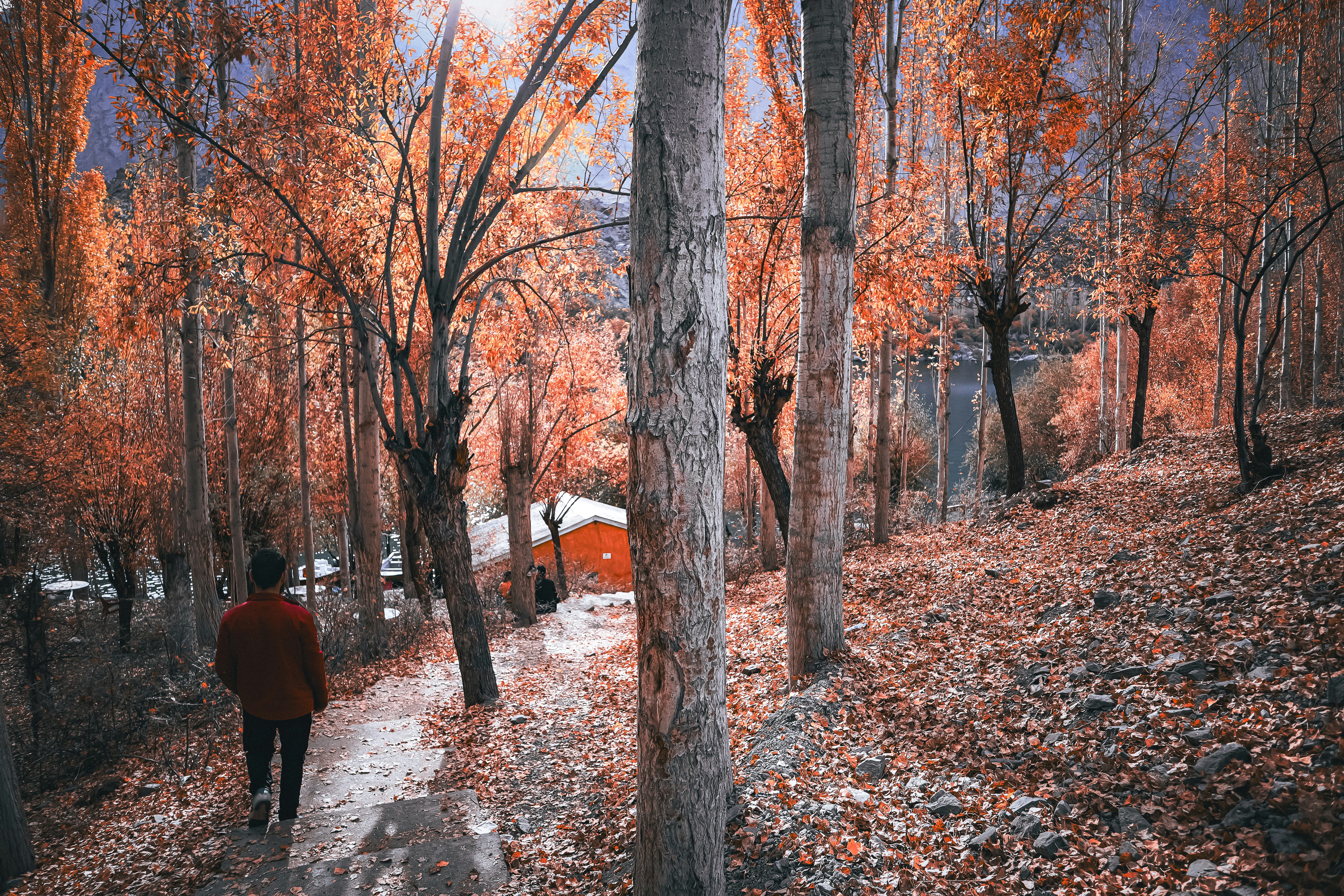 A person walking down a path in the woods photo – Free Autumn Image on ...