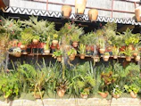 Rows of potted plants with delicate watercolor paintings displayed behind them.