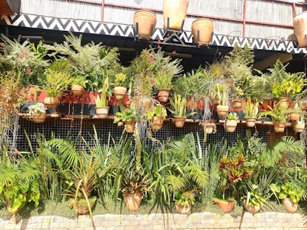 Multiple rows of vibrant green plants arranged in clay pots, with some colorful flowers interspersed throughout. The background features a decorative pattern in black and white at the top.