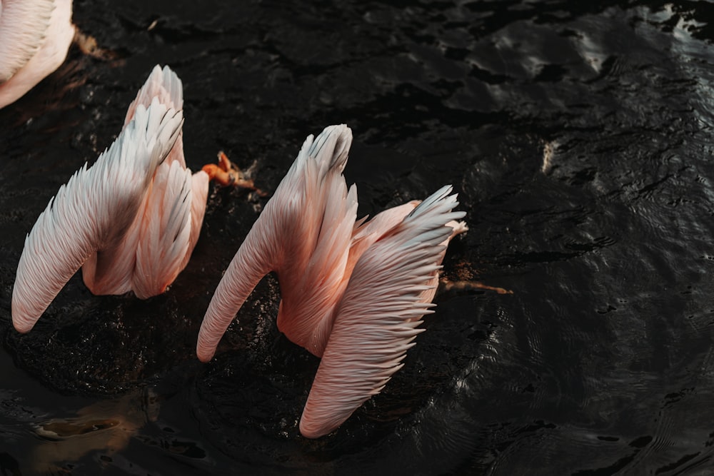 three flamingos are standing in the water together