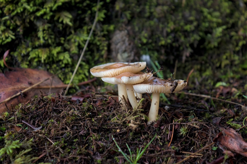 un gruppo di funghi seduti in cima al suolo di una foresta