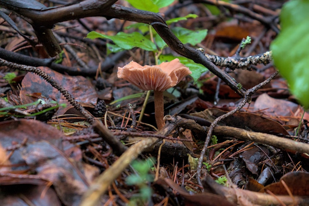 a small mushroom growing on the ground in the woods