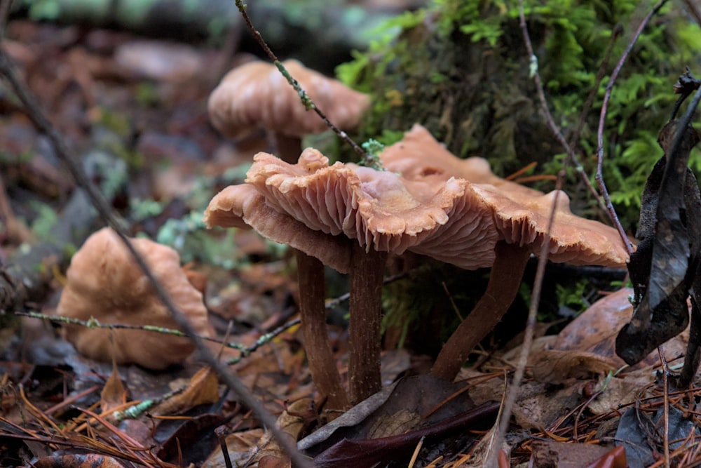a group of mushrooms growing on the forest floor