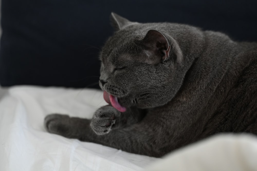 a gray cat laying on top of a bed