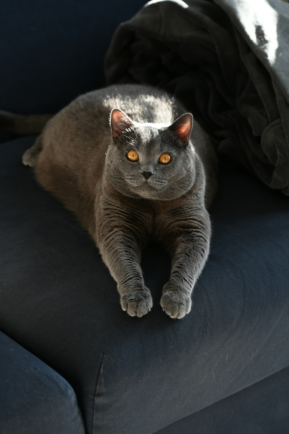 a gray cat laying on top of a blue couch
