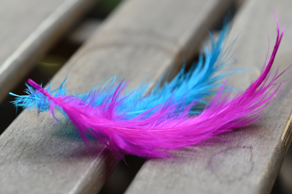 a pink and blue feather sitting on top of a wooden bench