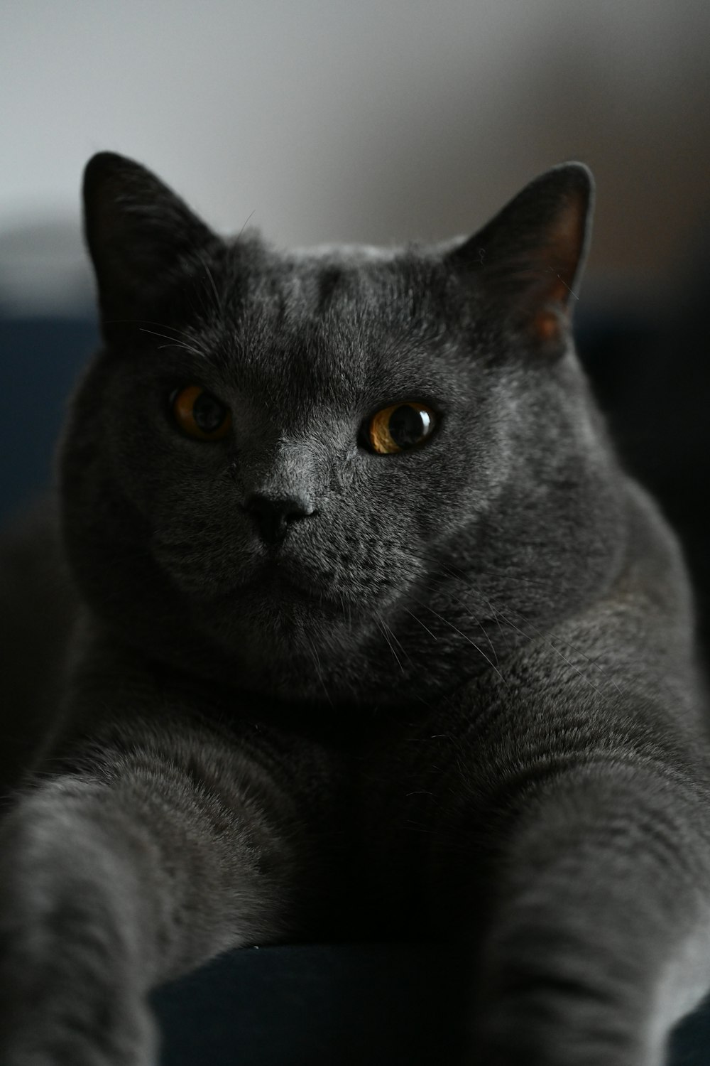 a gray cat laying on top of a couch