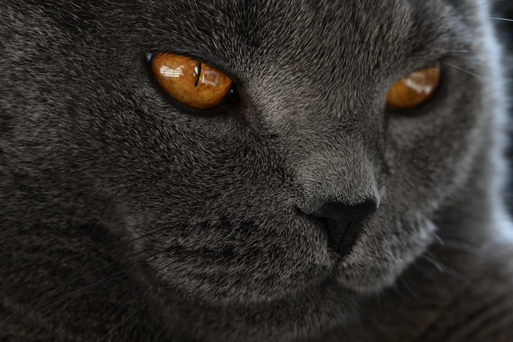 a close up of a cat with orange eyes