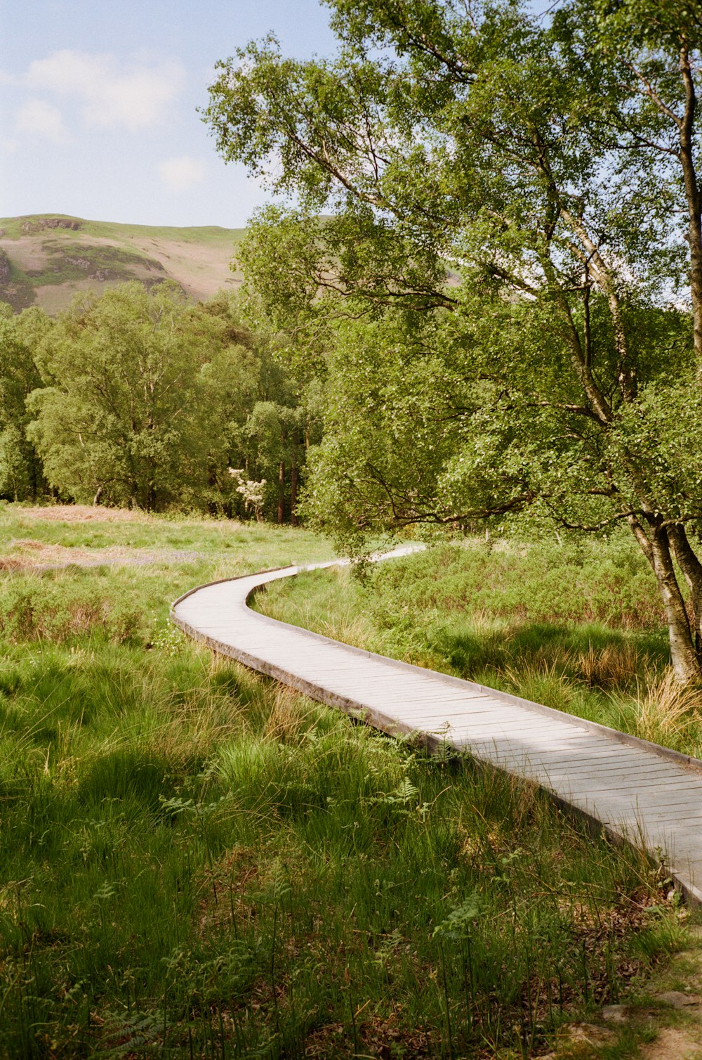 a wooden path through a lush green forest