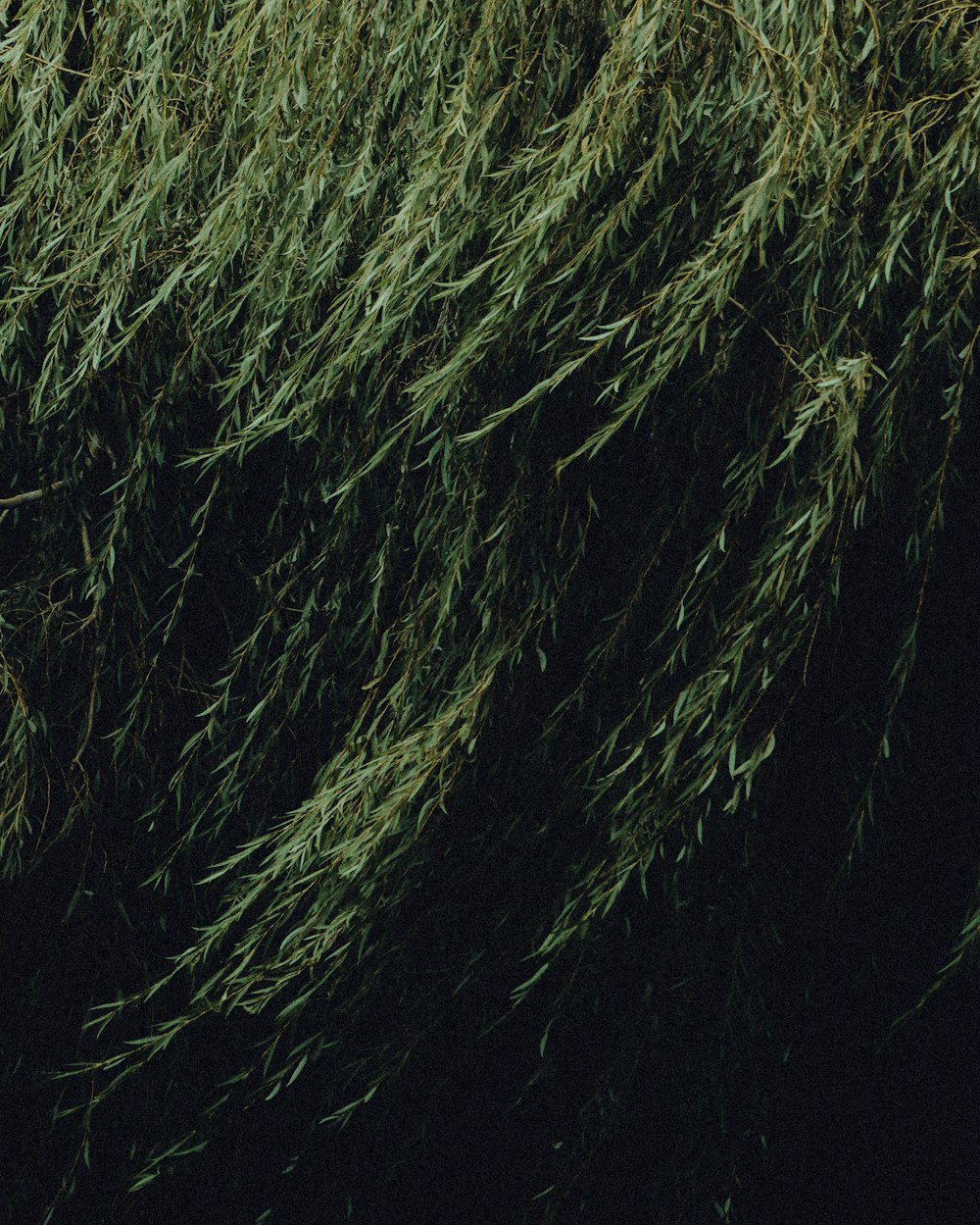 a close up of a bunch of green grass