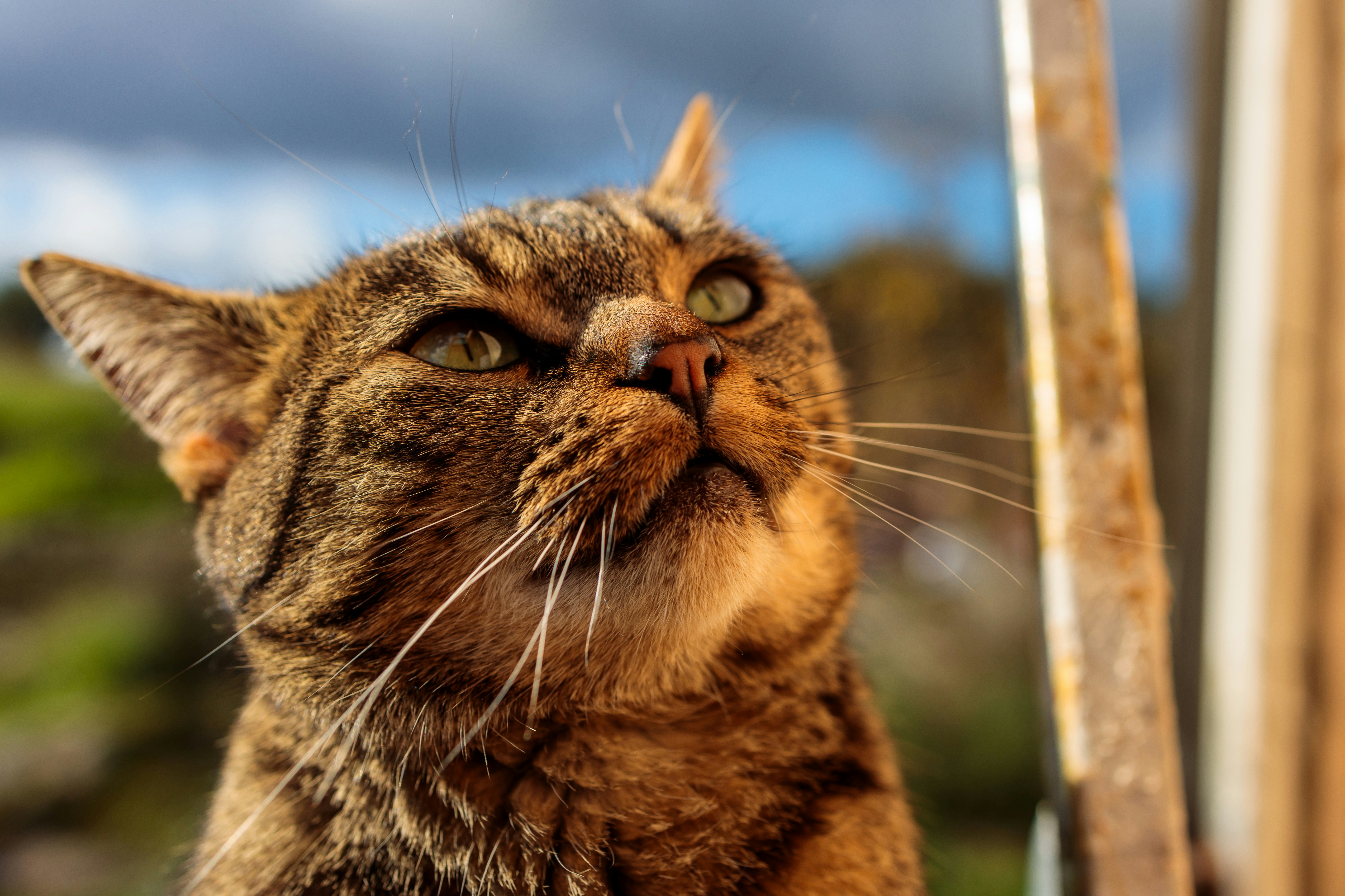 a close up of a cat looking up at something