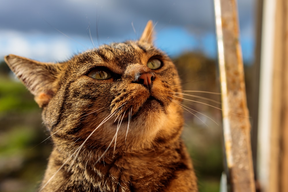 a close up of a cat looking up at something