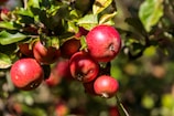 People happily picking apples from a tree marked with a yellow ribbon.
