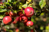 Wide shot of a sunlit orchard with ripe apples hanging from deep green leaves.