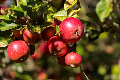 A family happily picking ripe apples together in the orchard under a sunny sky.