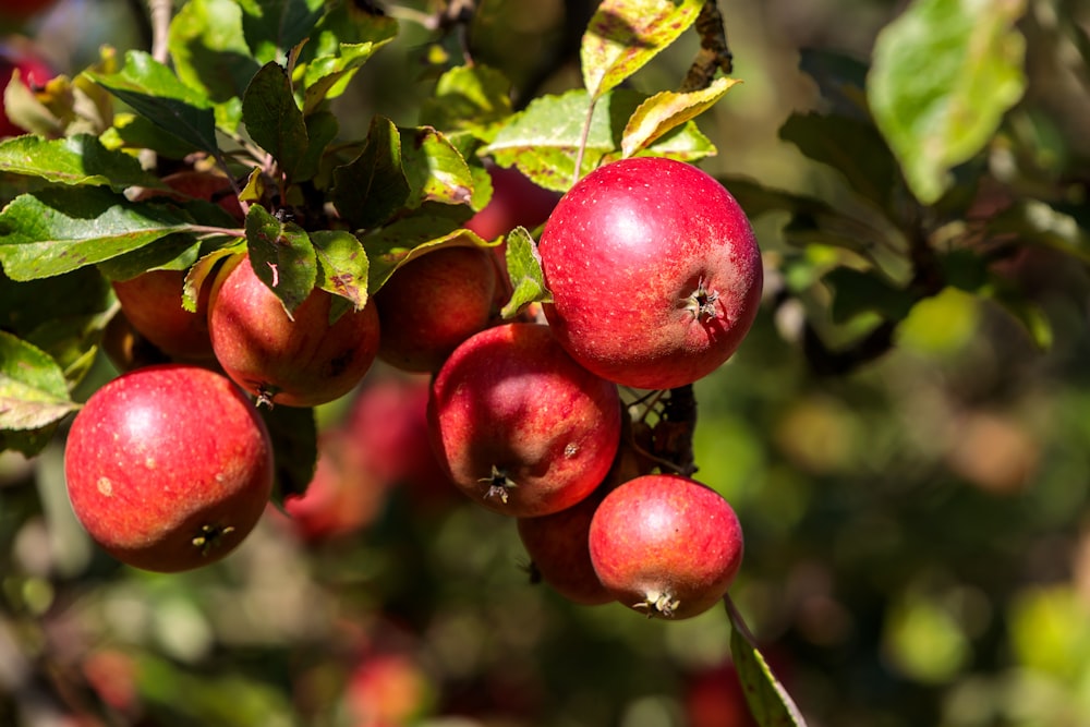 a bunch of red apples hanging from a tree