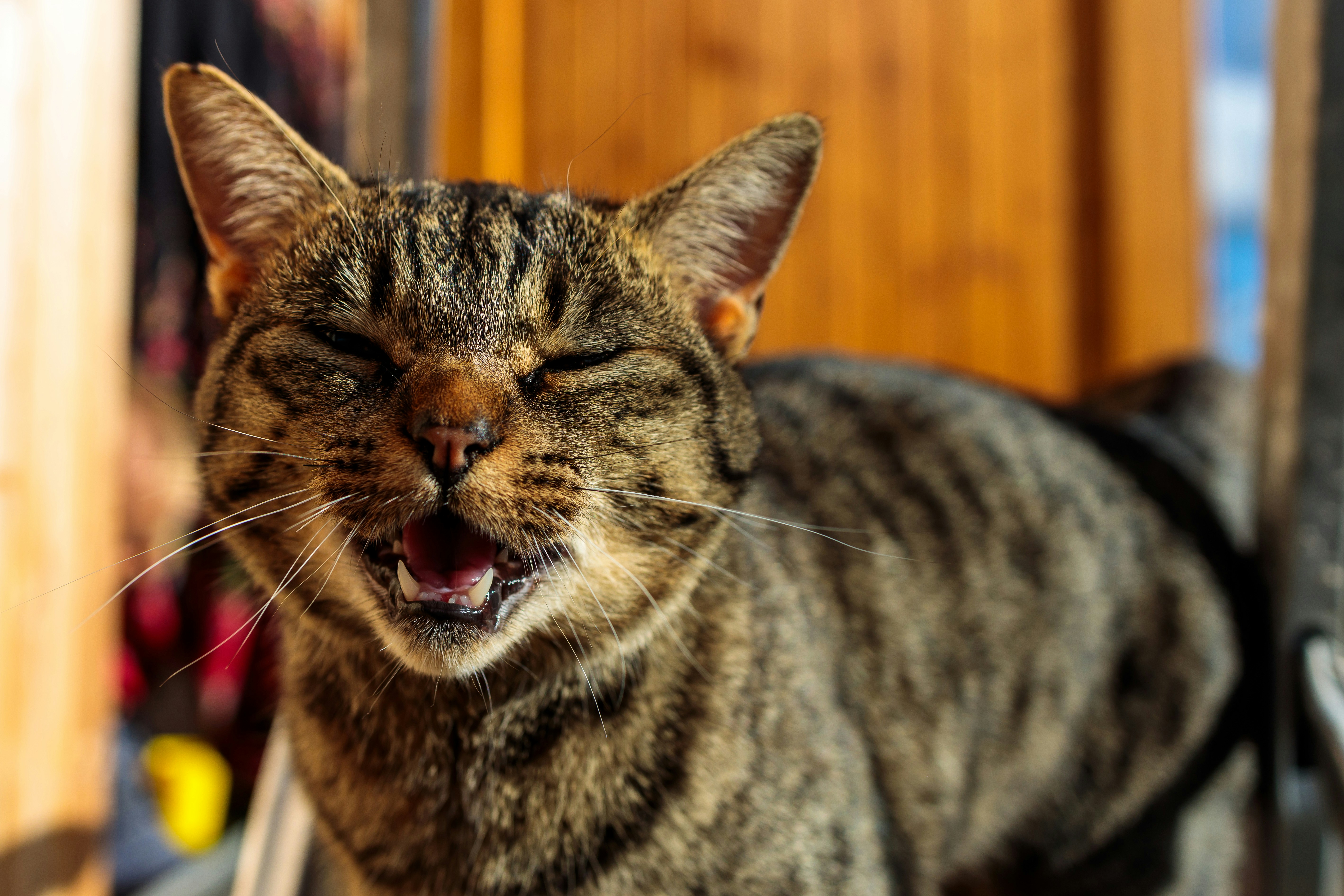 Chirping and Chattering: Sharing Excitement (image credits: unsplash)