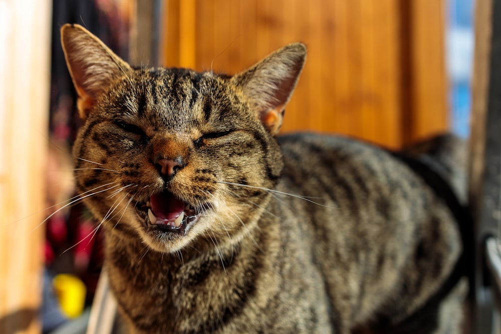 a cat with its mouth open and it's mouth wide open